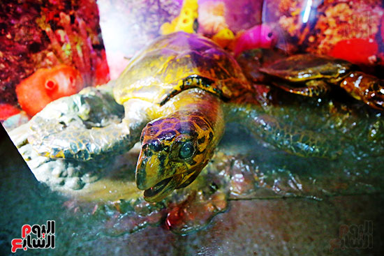 نموذج حي لتنوع الحياة البحرية في البحر المتوسط داخل متحف الأحياء المائية