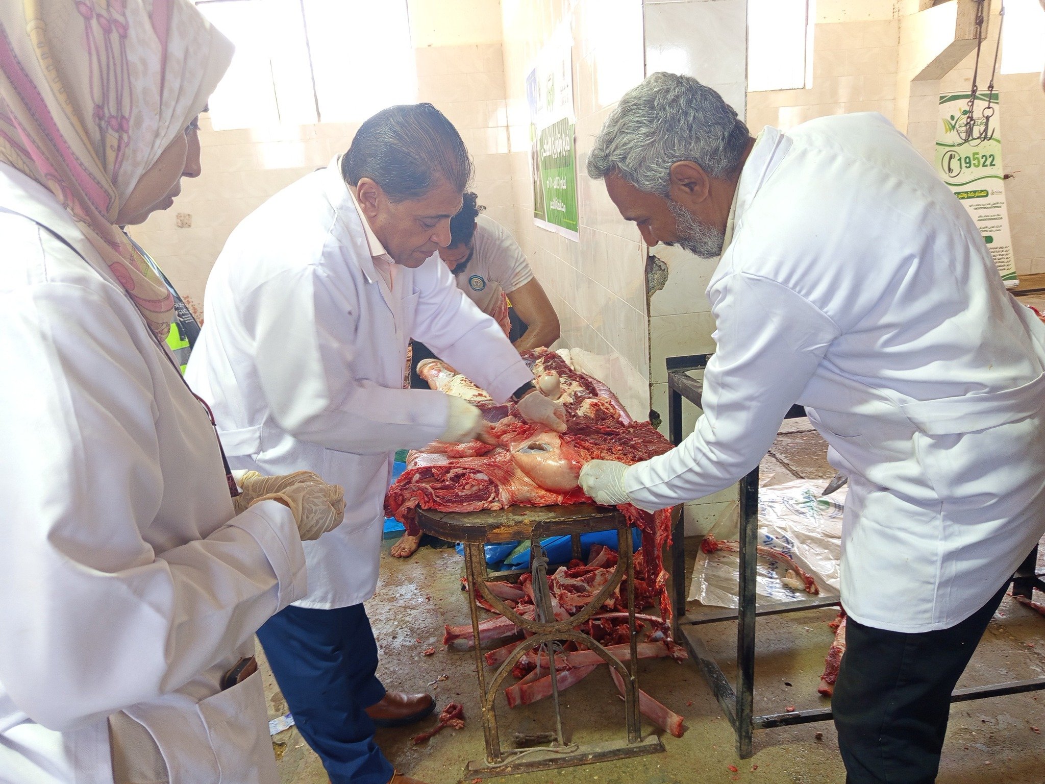 مدير بيطرى الأقصر يتابع العمل فى أضحيات العيد مدير بيطرى الأقصر يتابع العمل فى أضحيات العيد