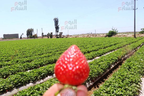 الذهب-الأحمر-بالقليوبية الذهب-الأحمر-بالقليوبية