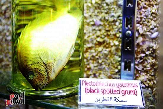 سمكة القطرين