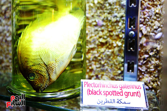 سمكة القطرين