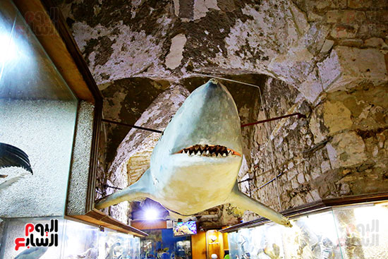 اسماك القرش