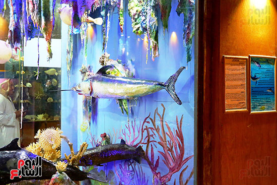 معروضات المتحف