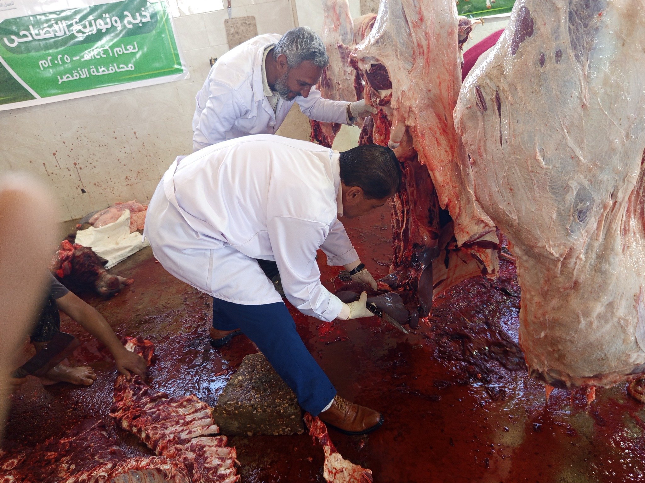 أضحيات العيد على مدار أيام عيد الأضحى المبارك بالمجان تماماً