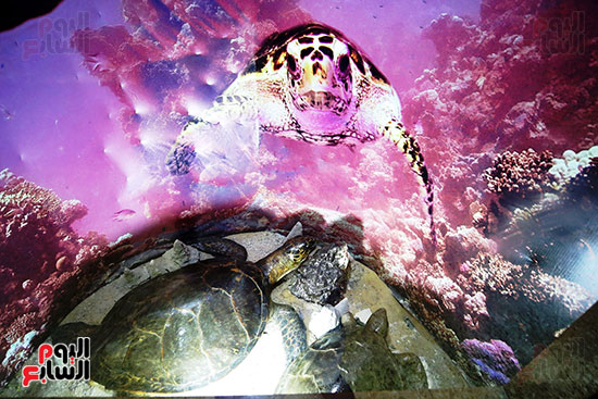 من داخل المتحف