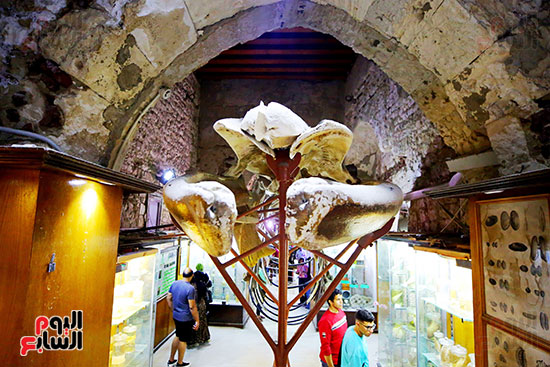 جمال المتحف