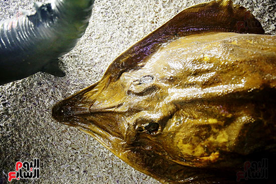 اسماك اشكا ل والوان