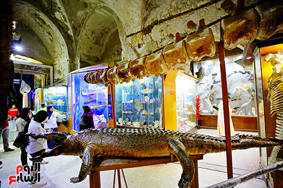 المتحف من الداخل