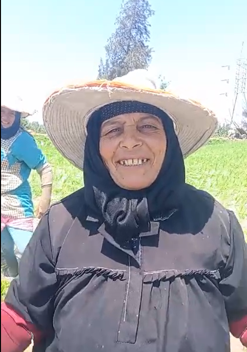 فرحة المزارعات خلال شتلهن للأرز فرحة المزارعات خلال شتلهن للأرز
