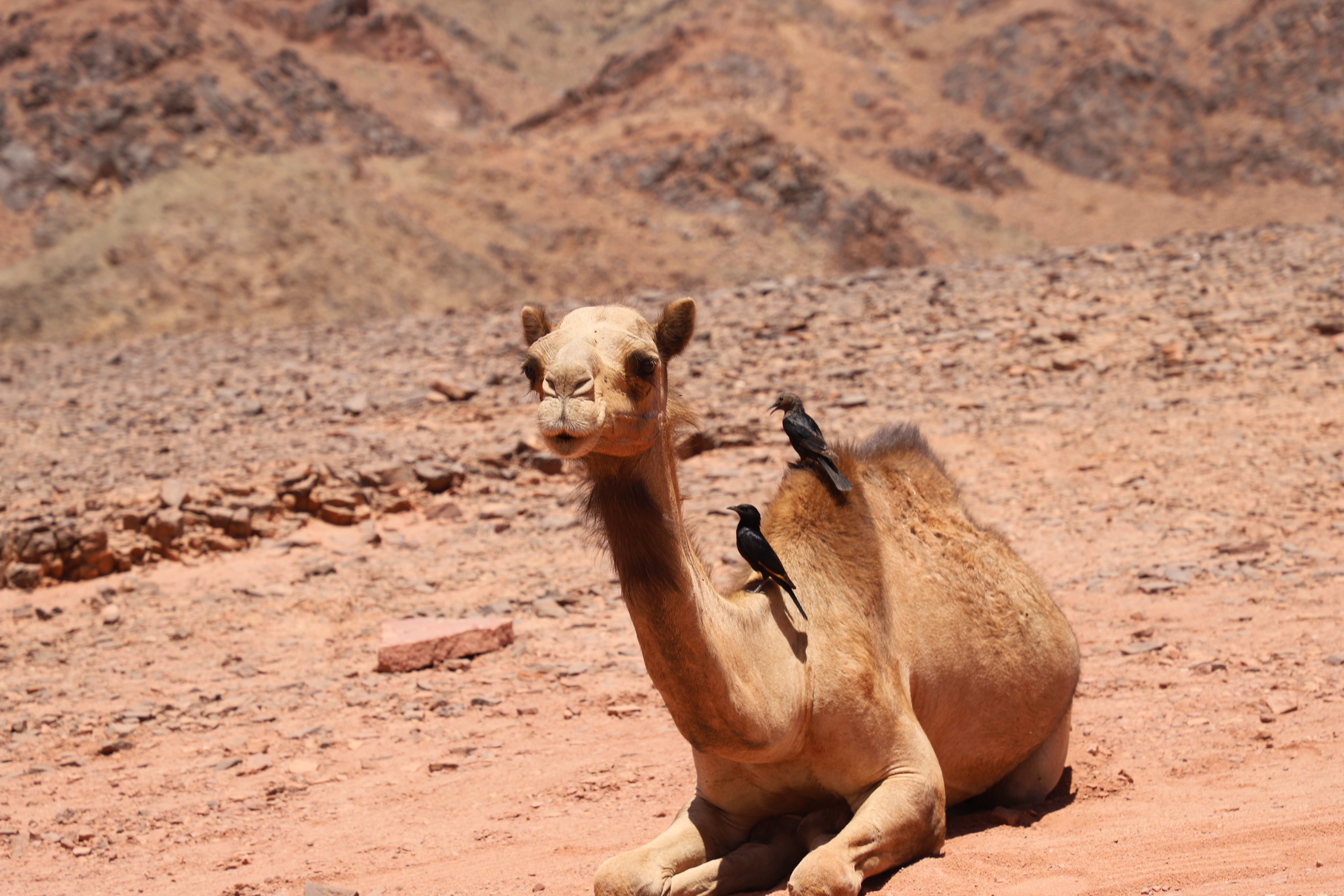 الجمل والطير