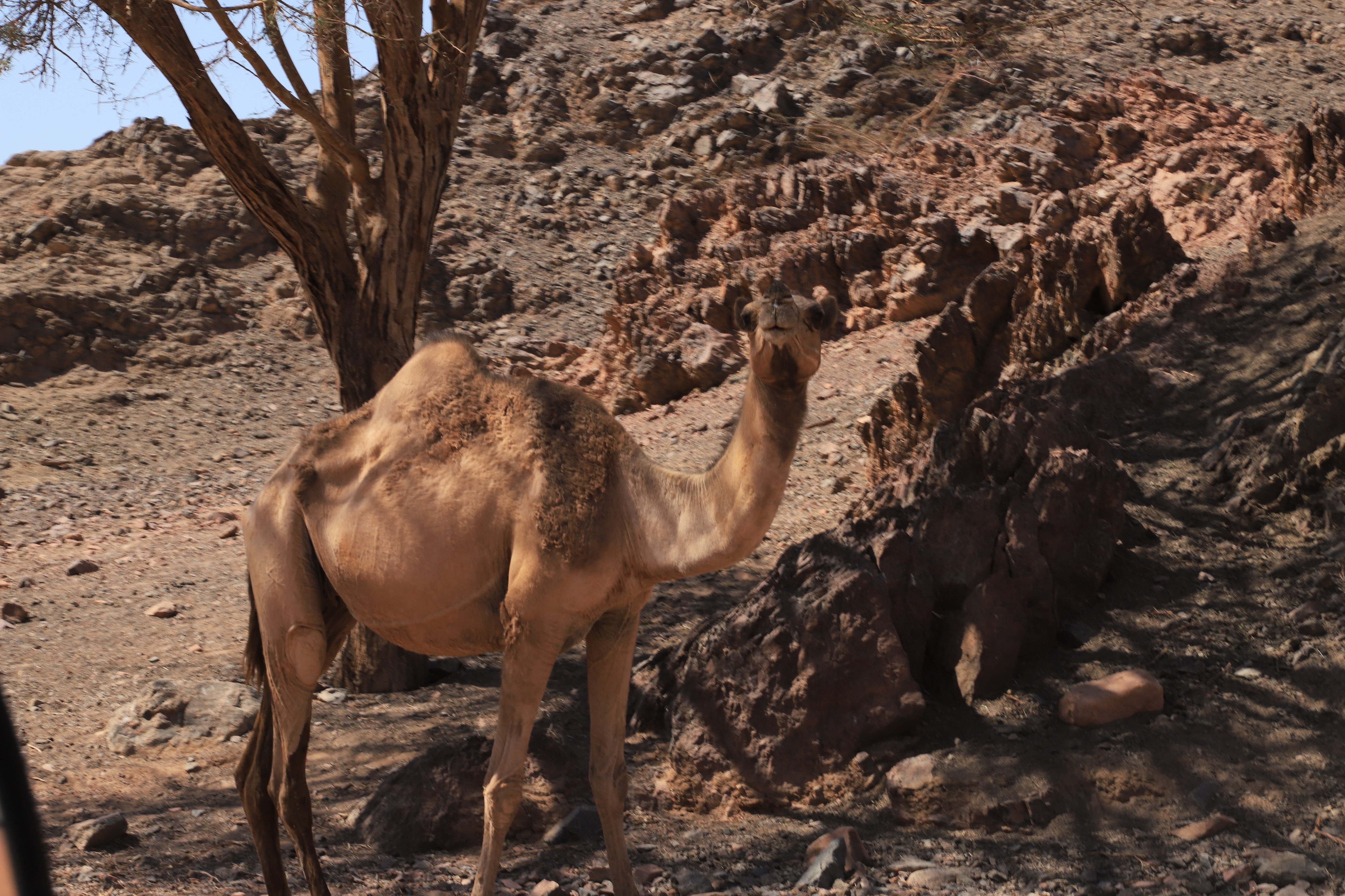 في حضن الجبال