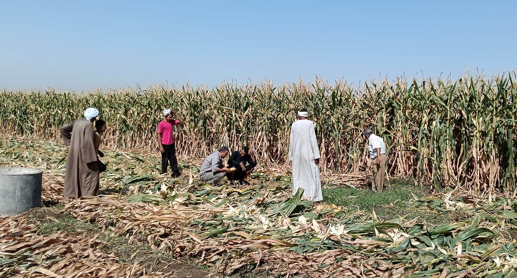 الإنتهاء من التسوية بالليزر لمساحة 333 فدان لزراعة محصول الذرة الشامية الإنتهاء من التسوية بالليزر لمساحة 333 فدان لزراعة محصول الذرة الشامية