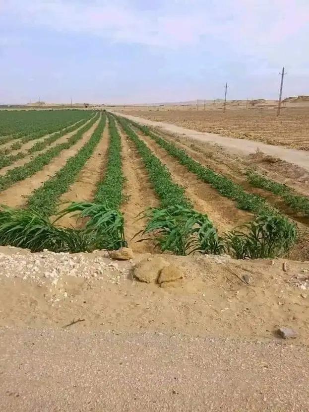 زراعة الأقصر تنهى تطهير مساقي خاصة بطول4 كم زراعة الأقصر تنهى تطهير مساقي خاصة بطول4 كم