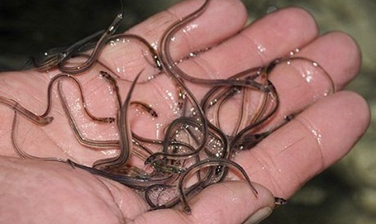 ثعابين البحر