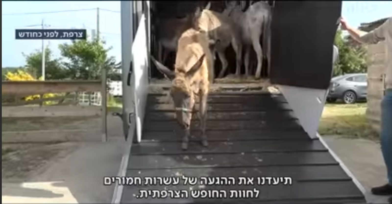حمير قطاع غزة