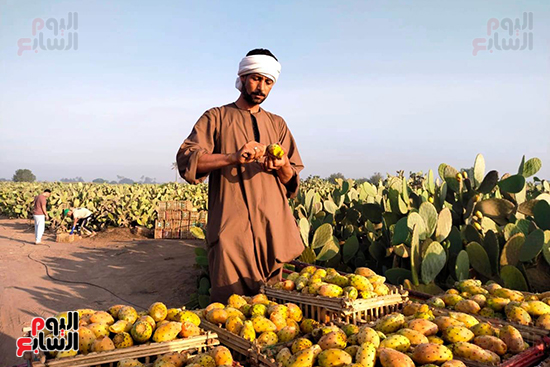 التين-بالقليوبية img