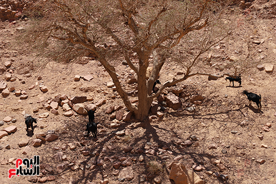 الماعز الجبلي بجنوب سيناء