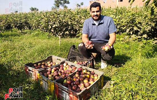 الحصاد الحصاد