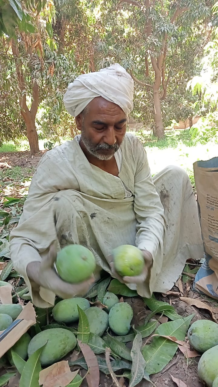 العم محمد قناوي 