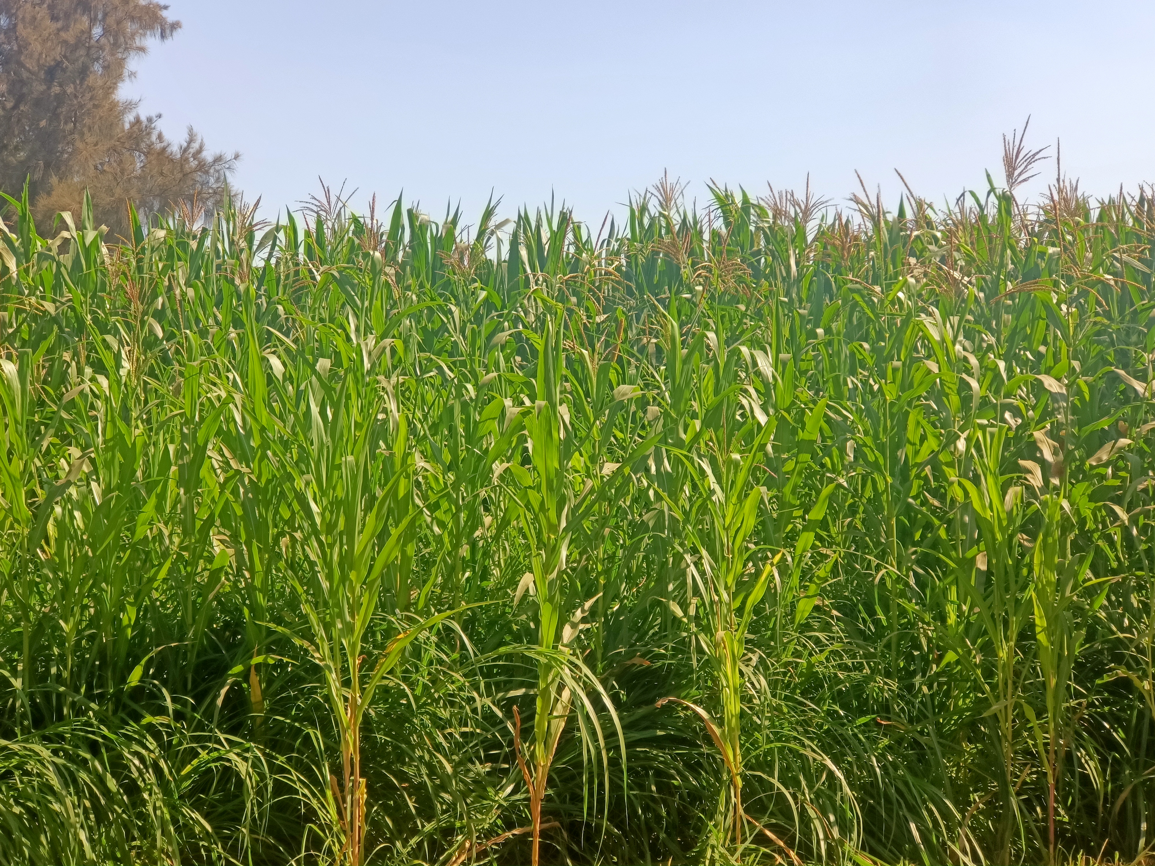 الذرة منور فى الغيطان