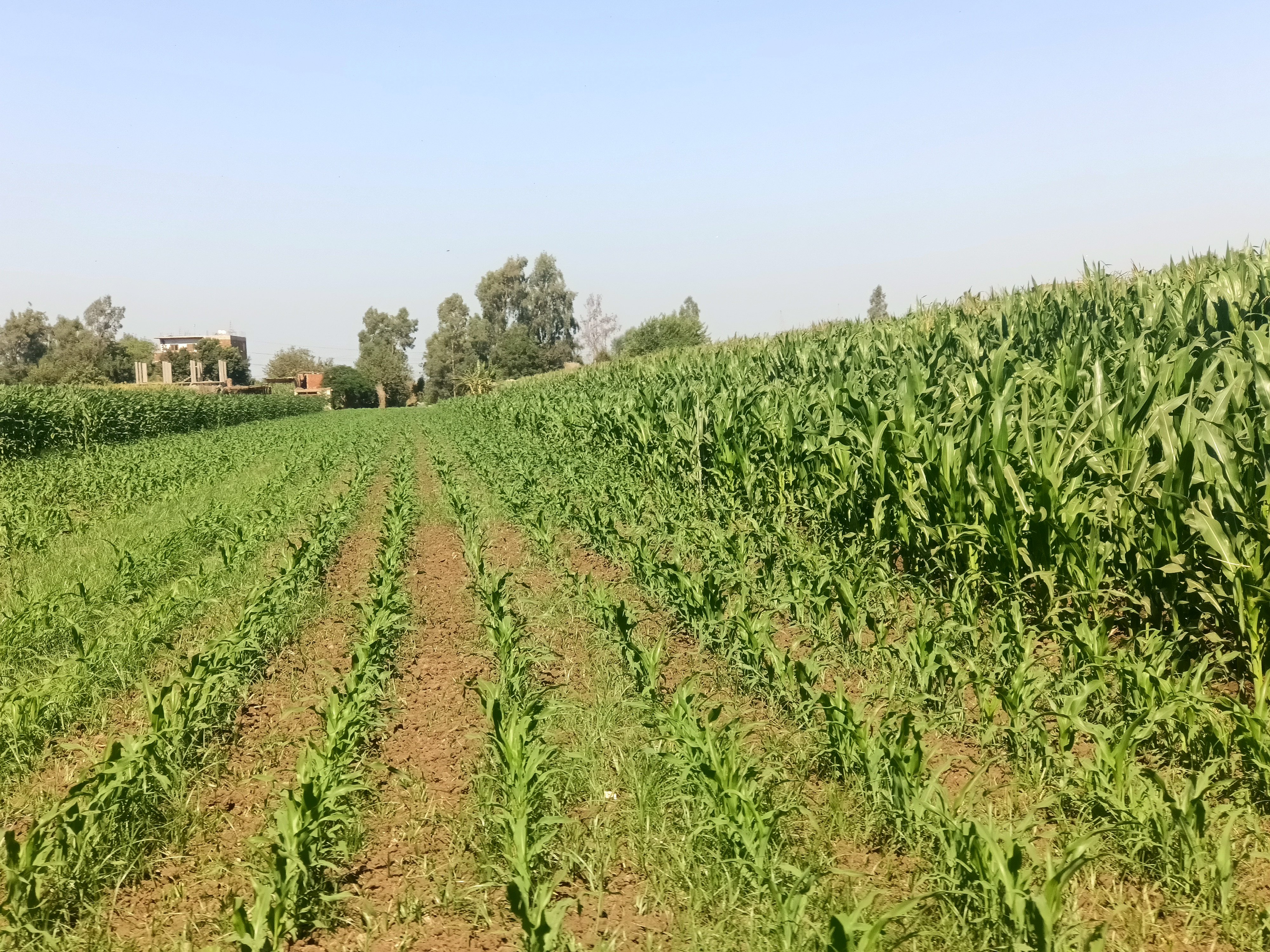 محصول الذرة الشامية 