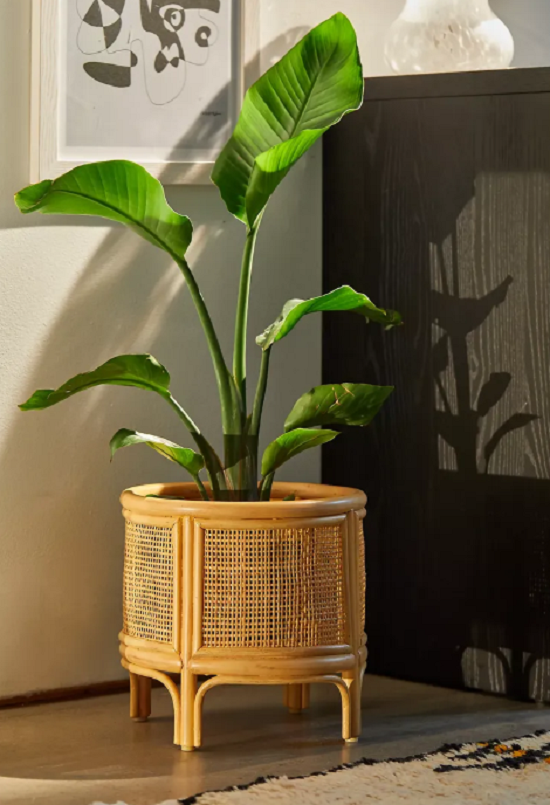 وعاء الأشجار