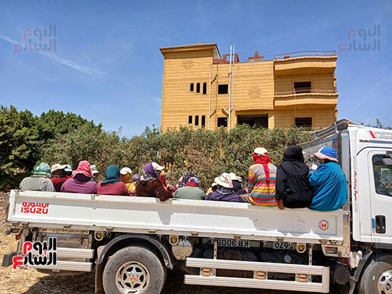 عاملات-اليومية