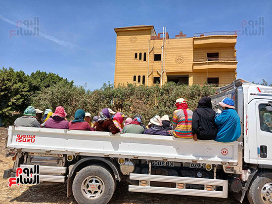 عاملات-اليومية-بالشرقية