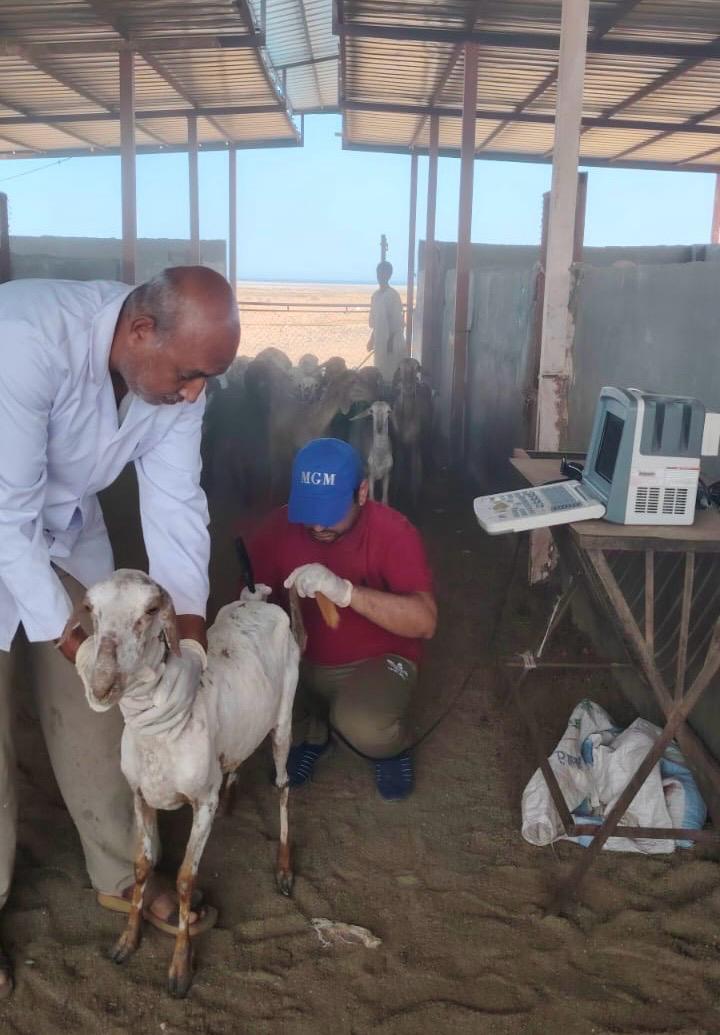 تقنية السونار لتعزيز انتاجية الثروة الحيوانية تقنية السونار لتعزيز انتاجية الثروة الحيوانية