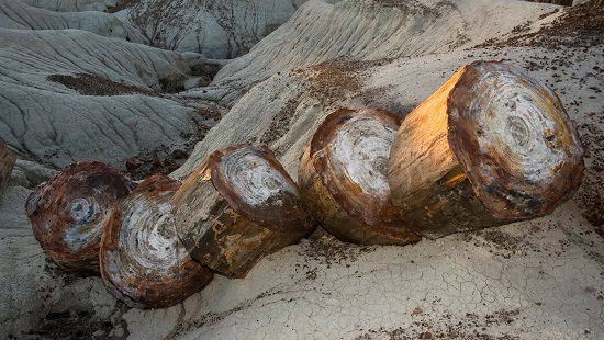 سرقة الخشب المتحجر من غابة أريزونا سرقة الخشب المتحجر من غابة أريزونا