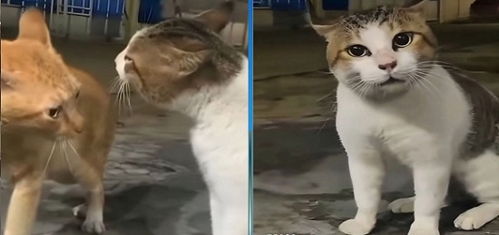 خناقة صاوي وجمعة