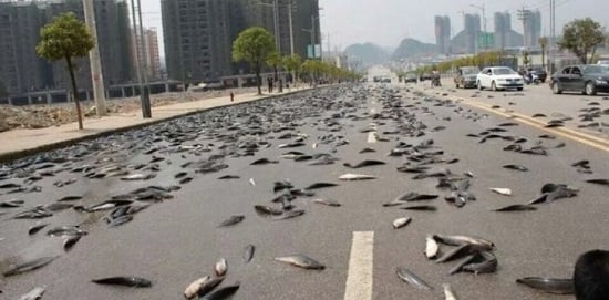 اسماك تسقط من السماء
