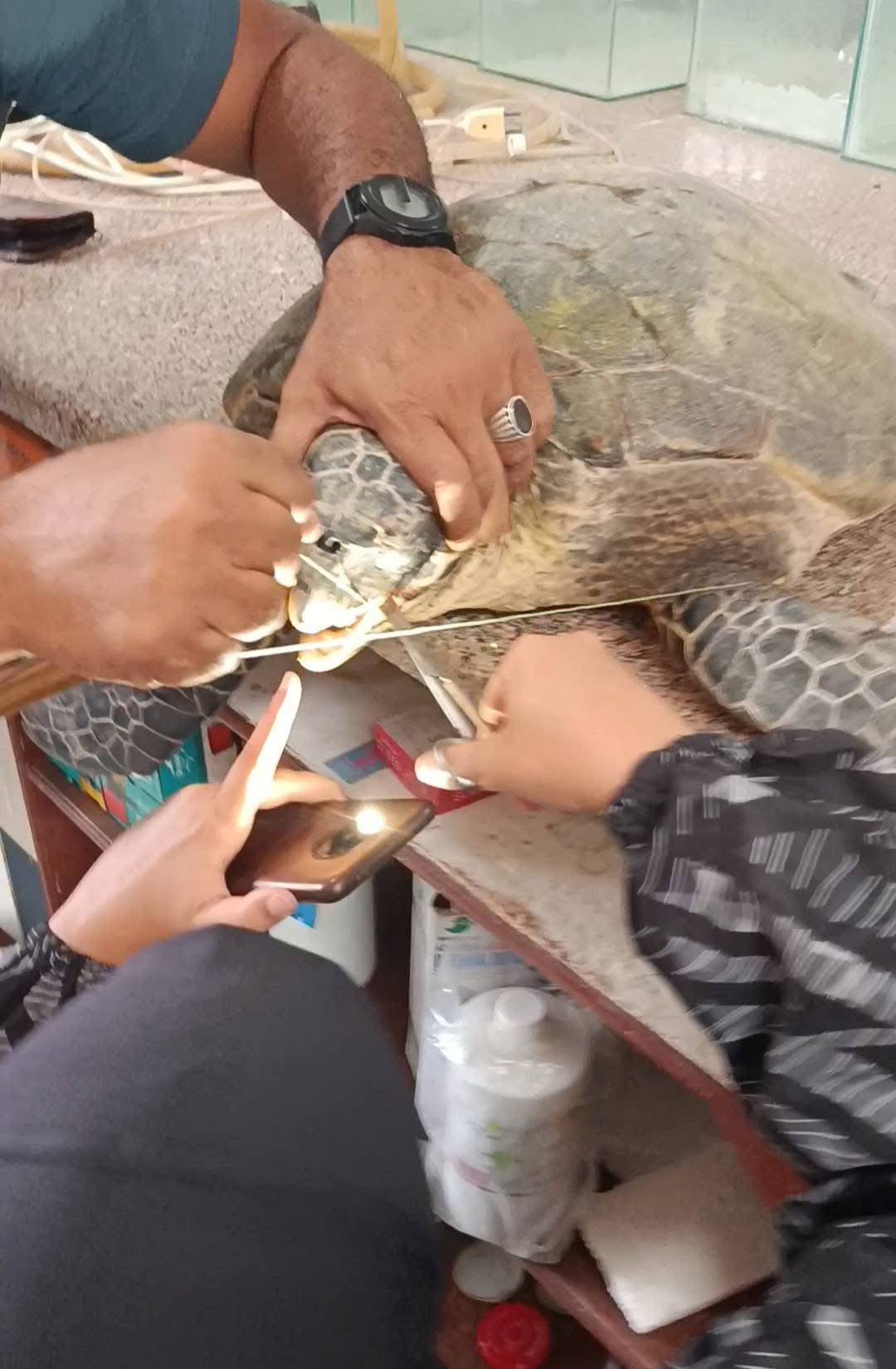 إنقاذ سلحفاة بحرية