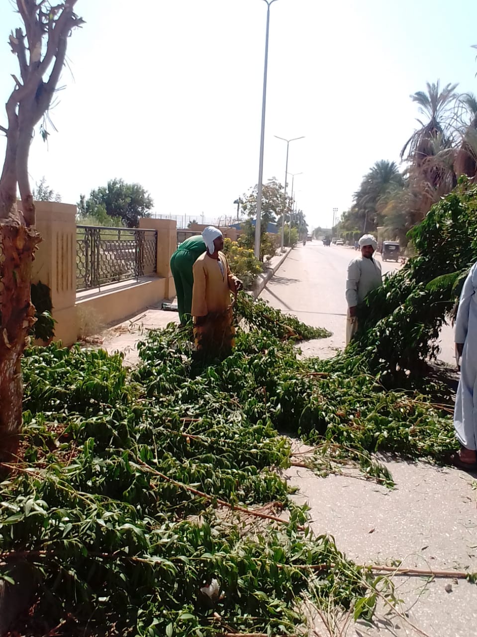 جانب من قص وتهذيب الأشجار فى حملات النظافة جانب من قص وتهذيب الأشجار فى حملات النظافة