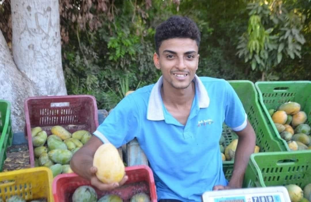 فرحة بداية موسم حصاد المانجا لتظهر بأسواق الأقصر
