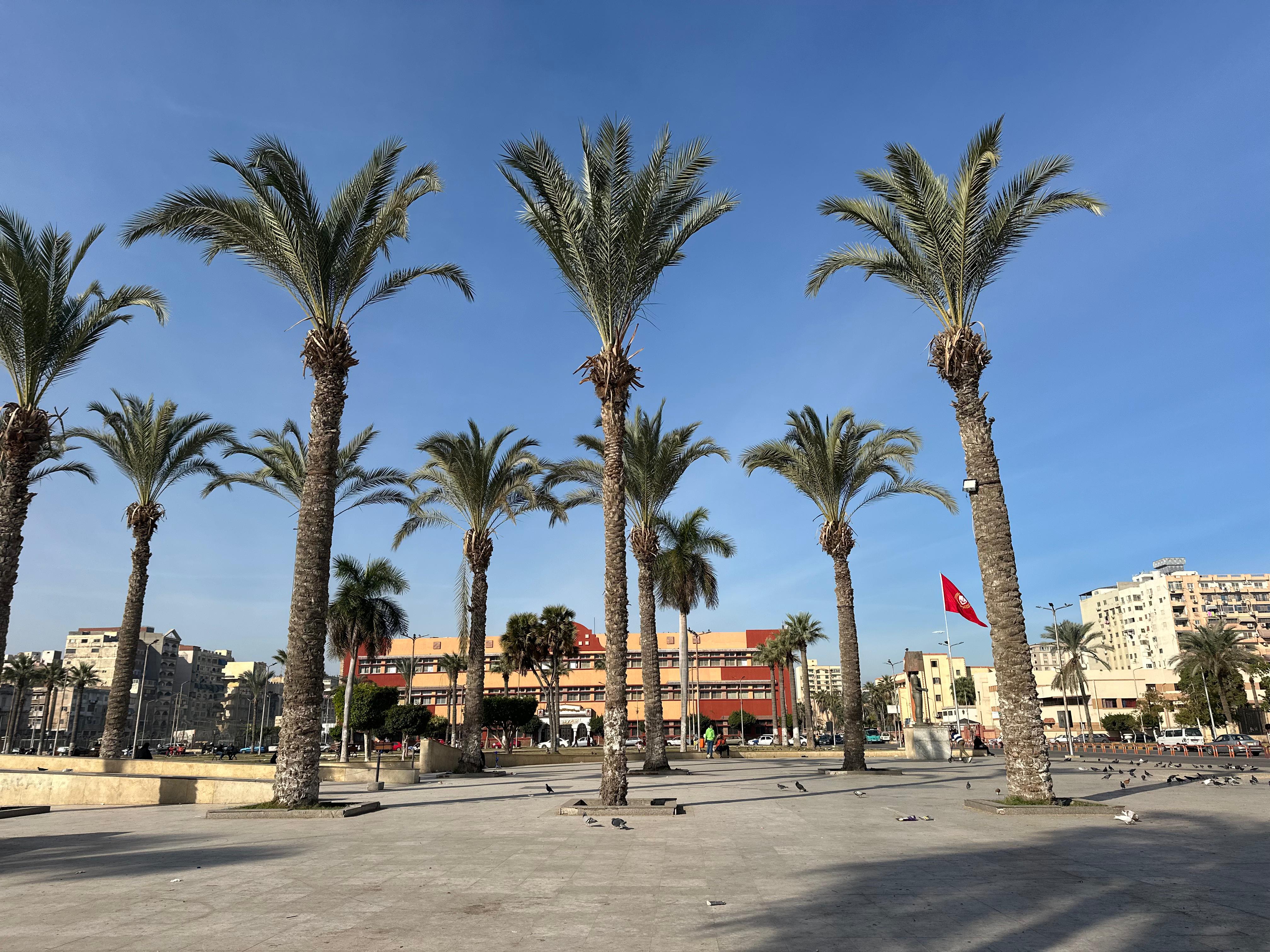 نخيل ميدان الشهداء نخيل ميدان الشهداء