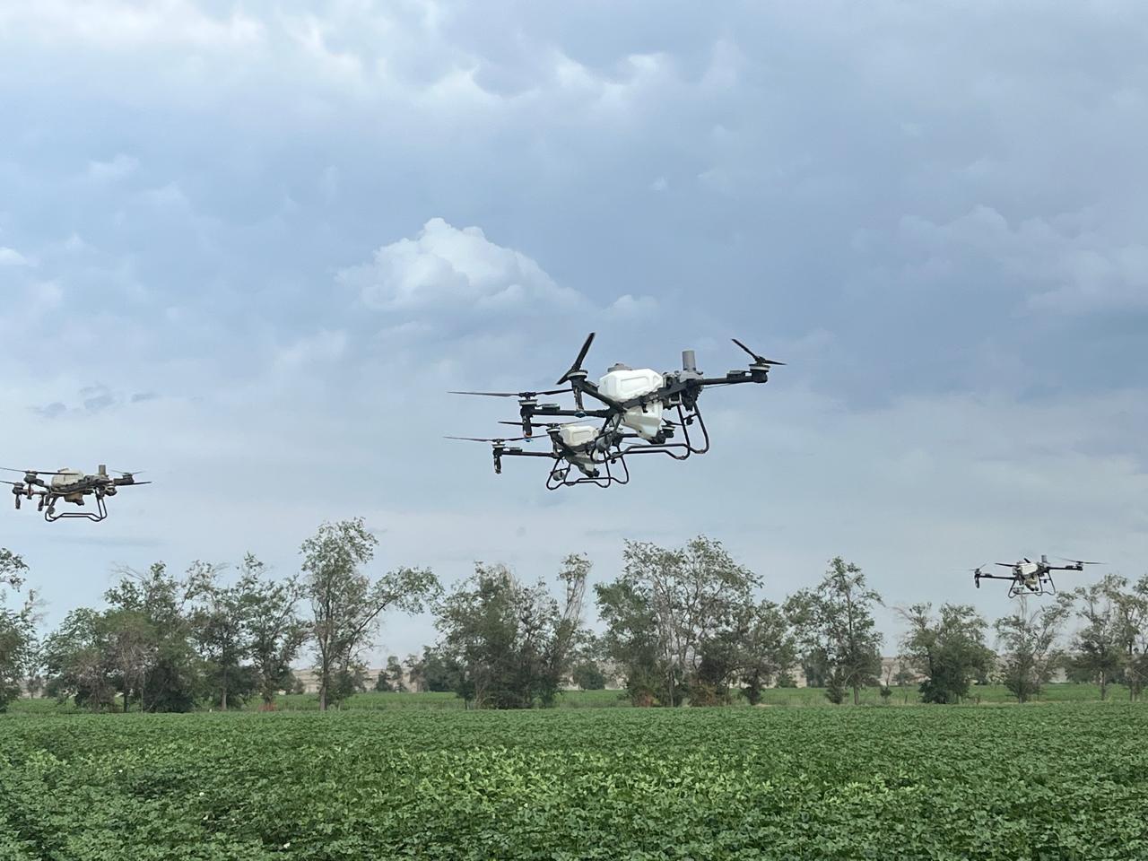 الدرونز فى حقل القطن