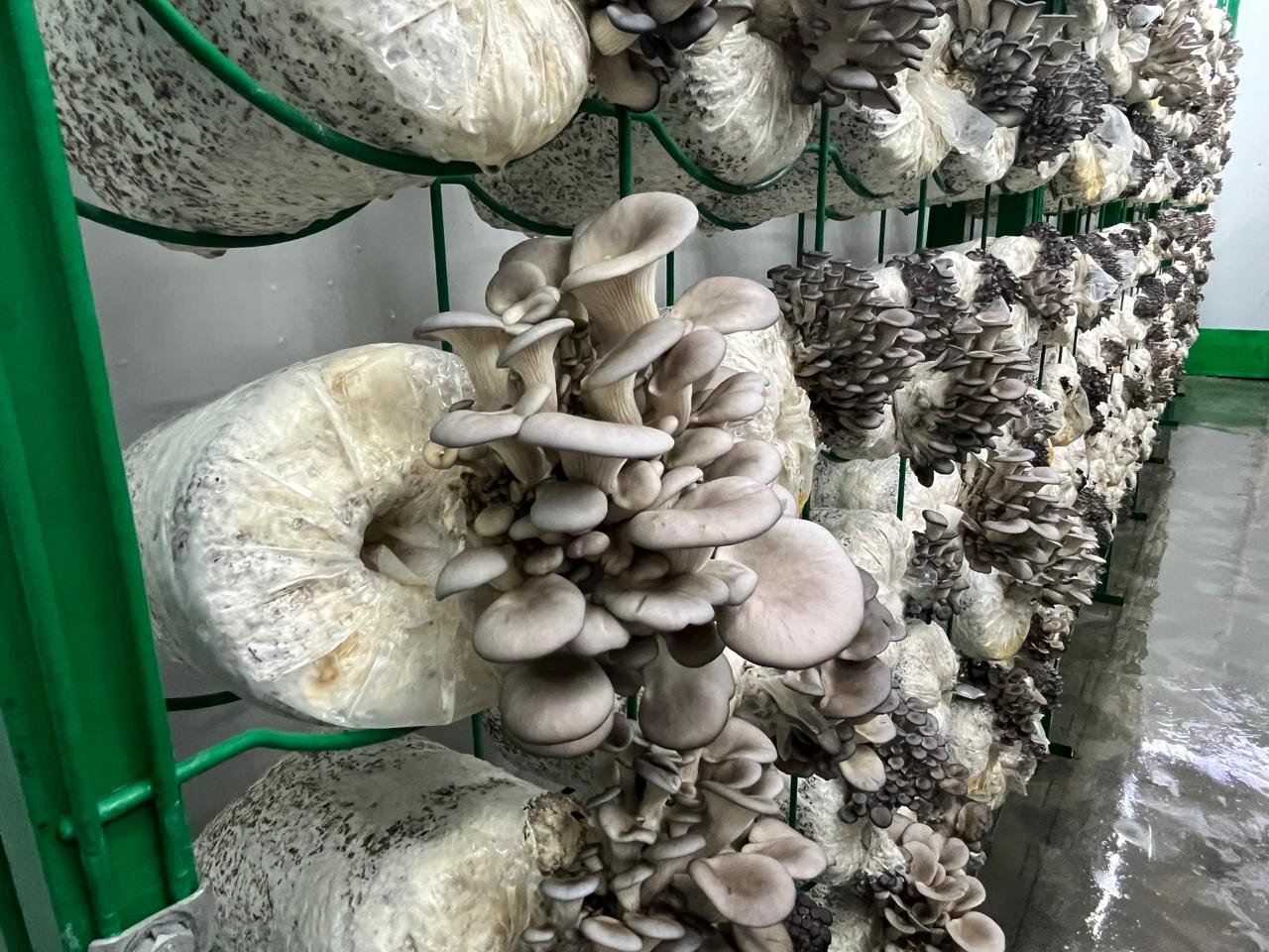 زراعة المشروم داخل حاويات