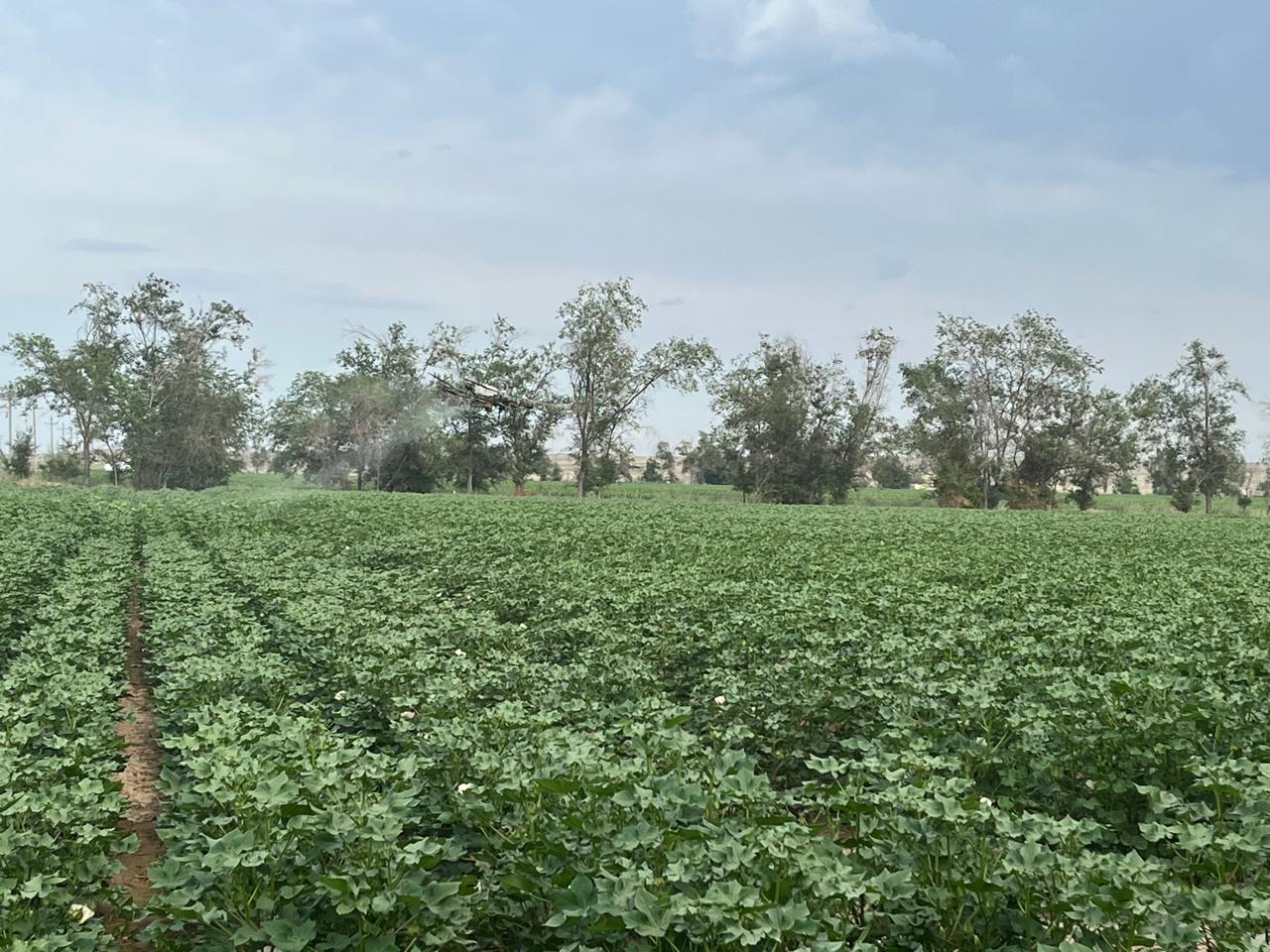 حقول القطن