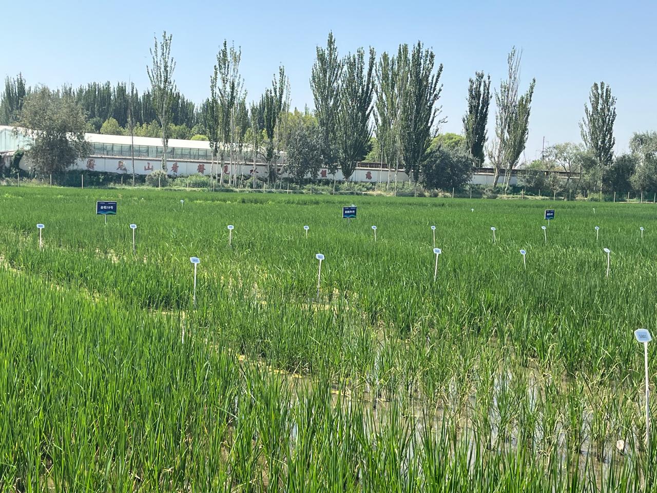 حقول أرز البحر