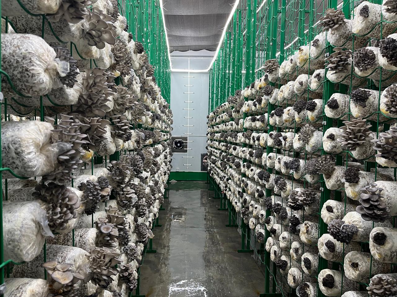 حاويات المشروم