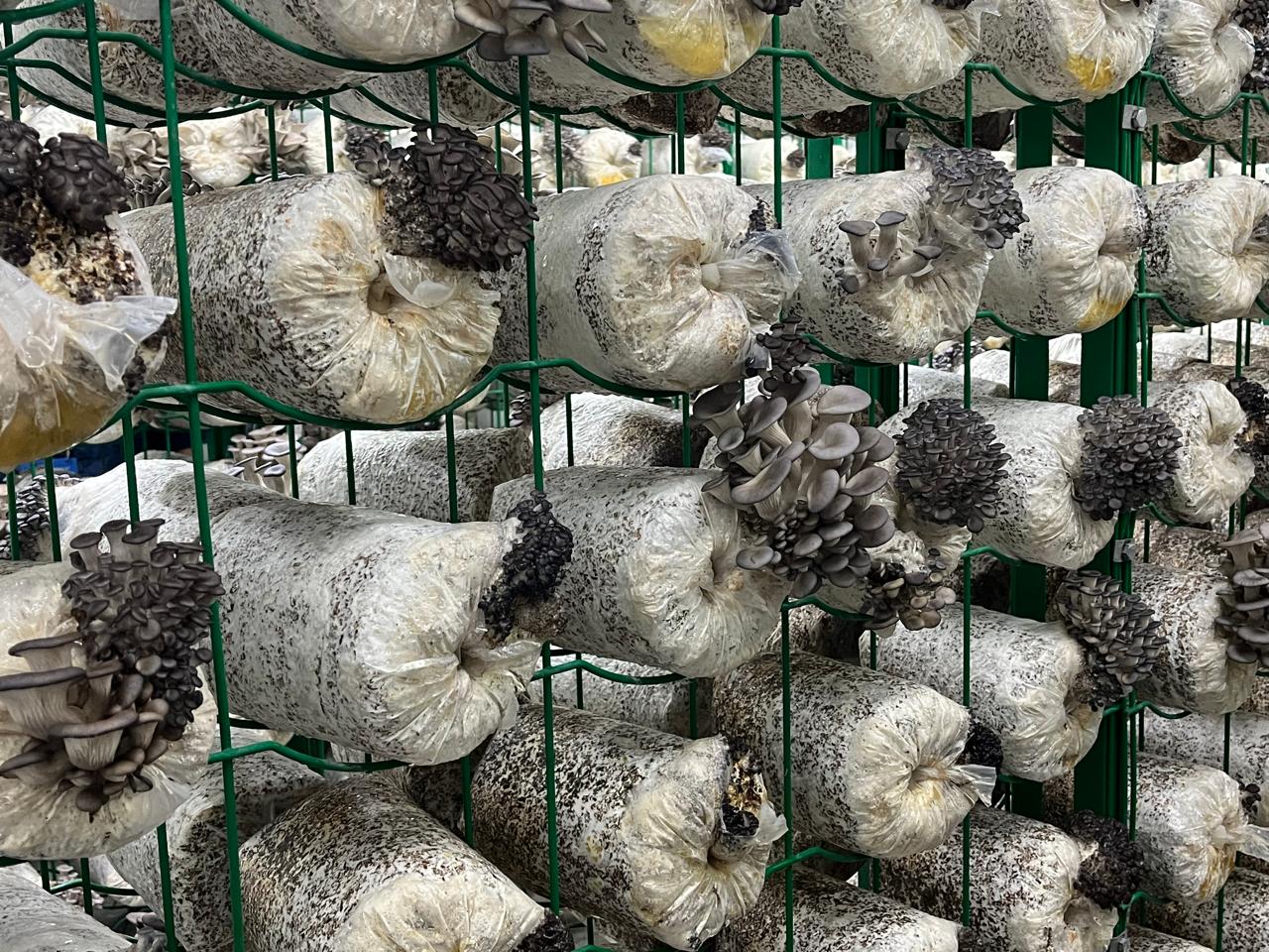 أكياس المشروم الذكية