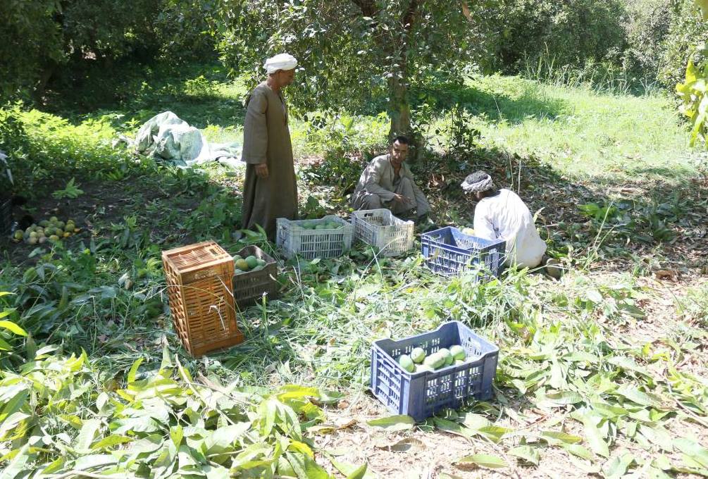 عمليات الحصاد اليومية للمانجا بمزرعة الملك فاروق بالأقصر عمليات الحصاد اليومية للمانجا بمزرعة الملك فاروق بالأقصر