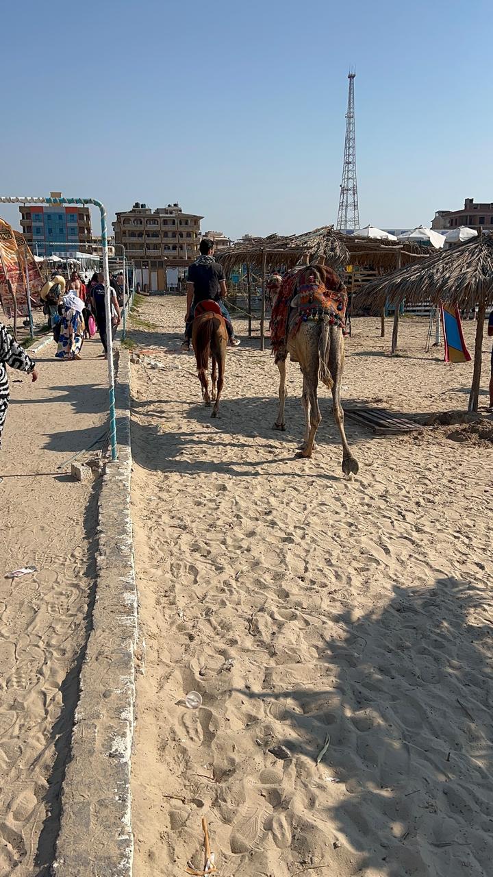 جمال وخيول في جمصة جمال وخيول في جمصة