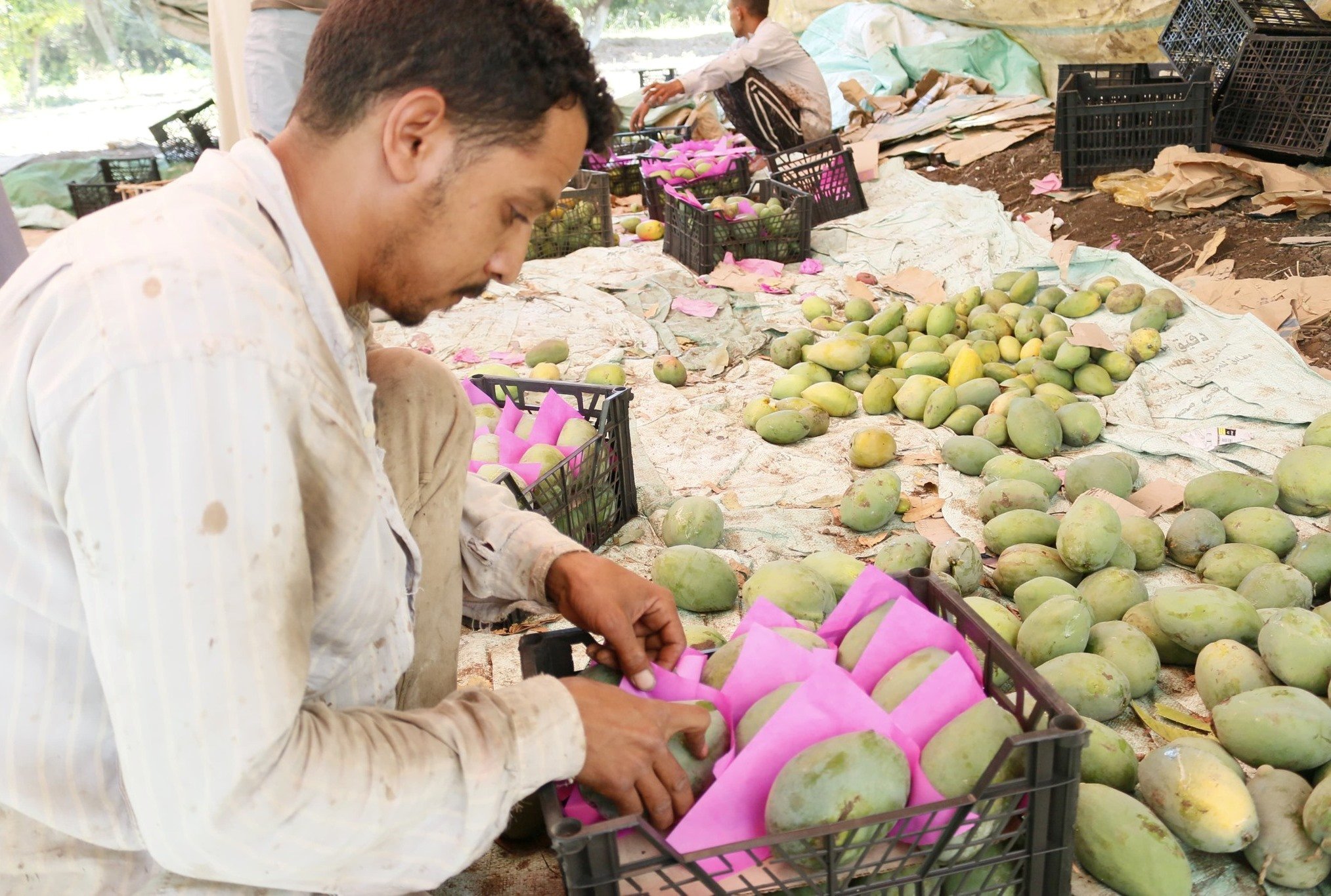 العمال خلال تجهيز المانجا بمزرعة الملك فاروق بالأقصر العمال خلال تجهيز المانجا بمزرعة الملك فاروق بالأقصر