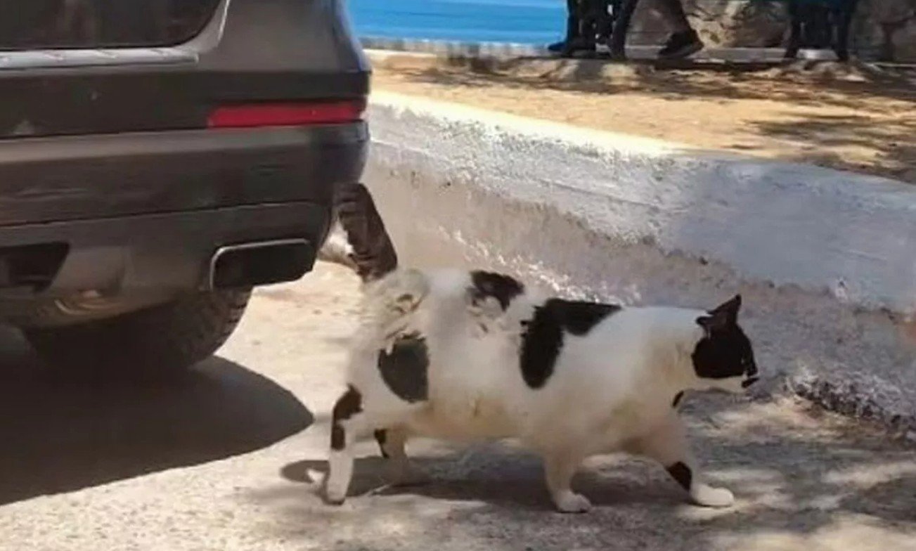 القطة اليونانية 