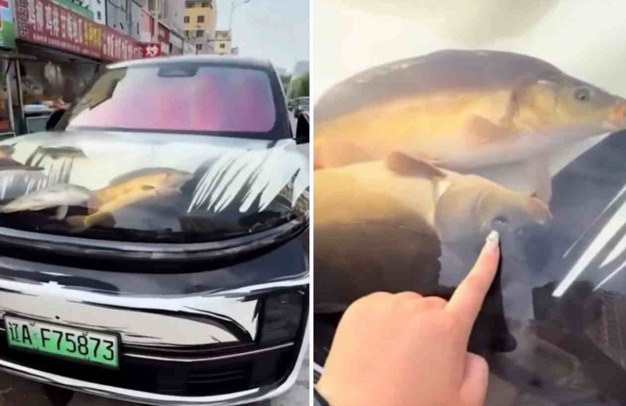 أسماك حية فى غطاء سيارة 