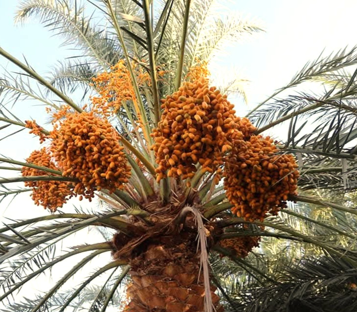 بلح الوادى الجديد فى نرحلة ما قبل النضج بلح الوادى الجديد فى نرحلة ما قبل النضج