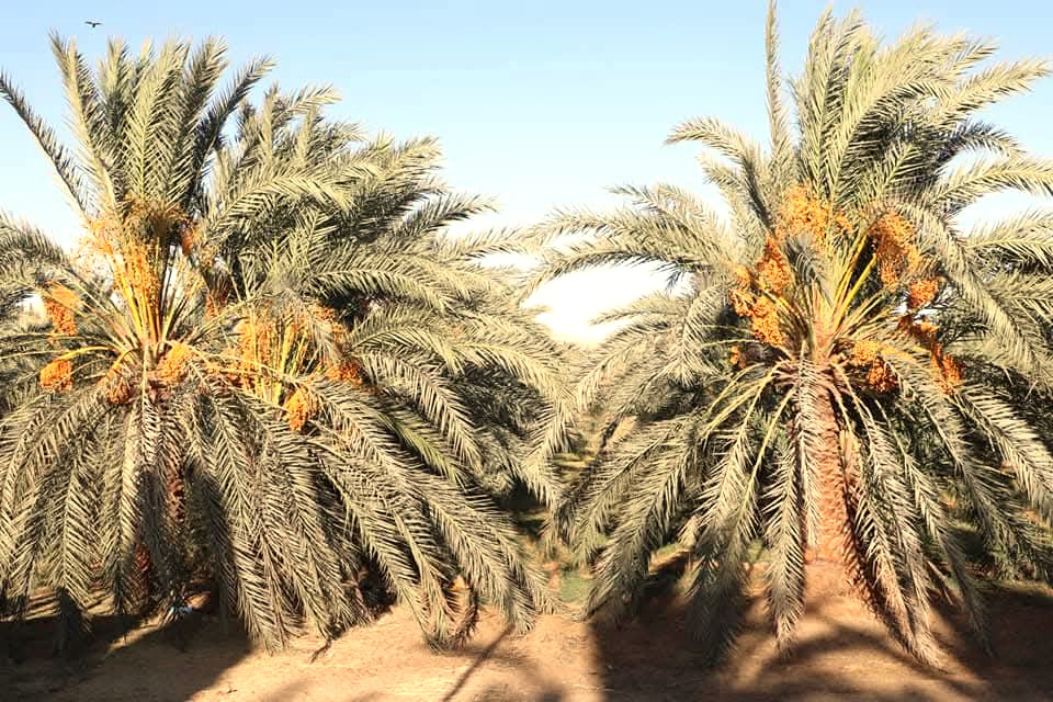 إنتاج غزير ومبشر إنتاج غزير ومبشر