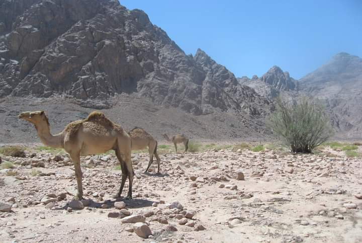 طبيعة الأودية الجبلية بالبحر الأحمر